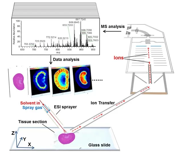 Spatial metabolomics workflow